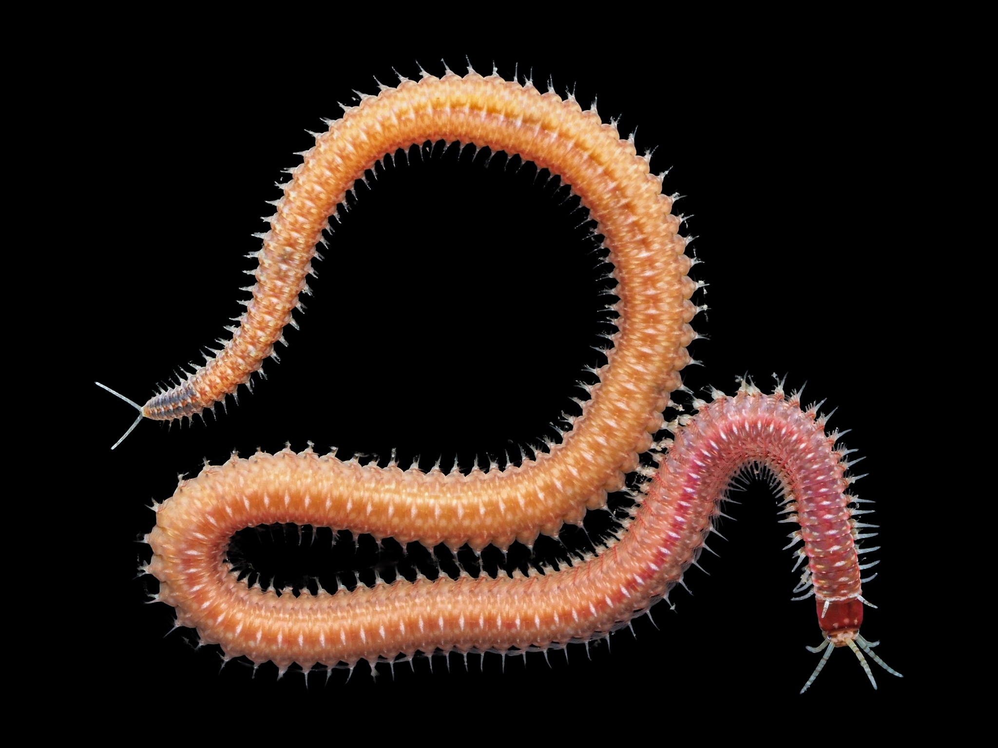 Leodice harassii