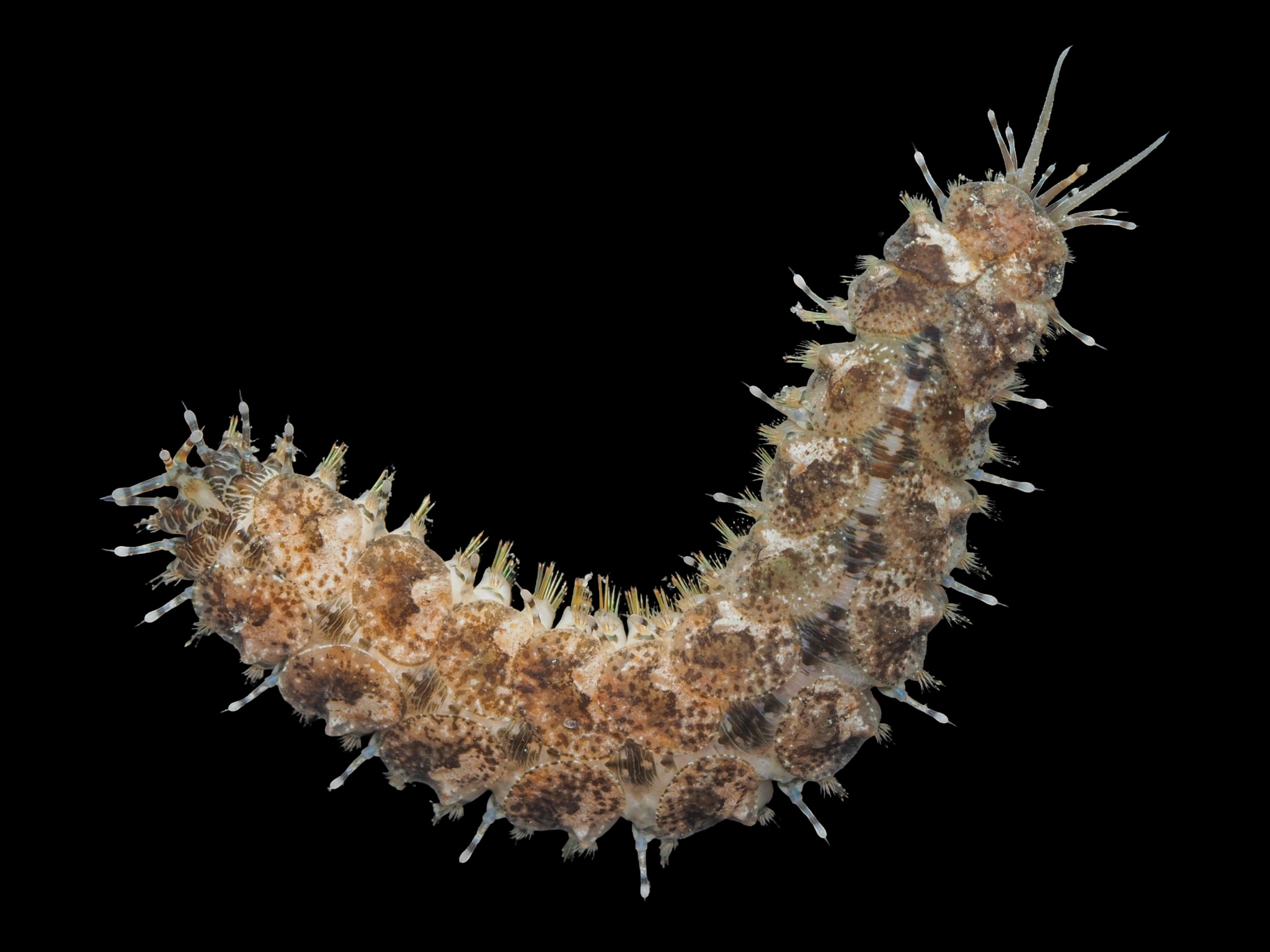 Lepidonotus clava