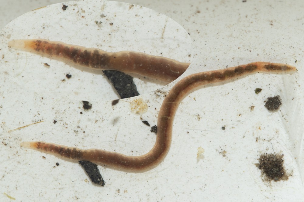 Lumbriculus variegatus