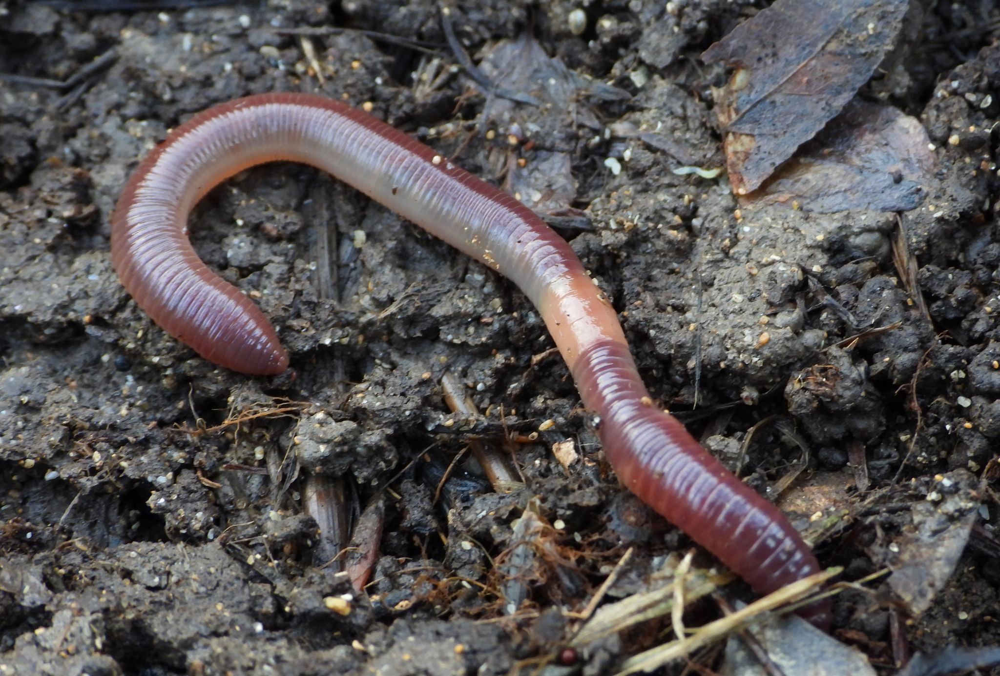 Lumbricus rubellus