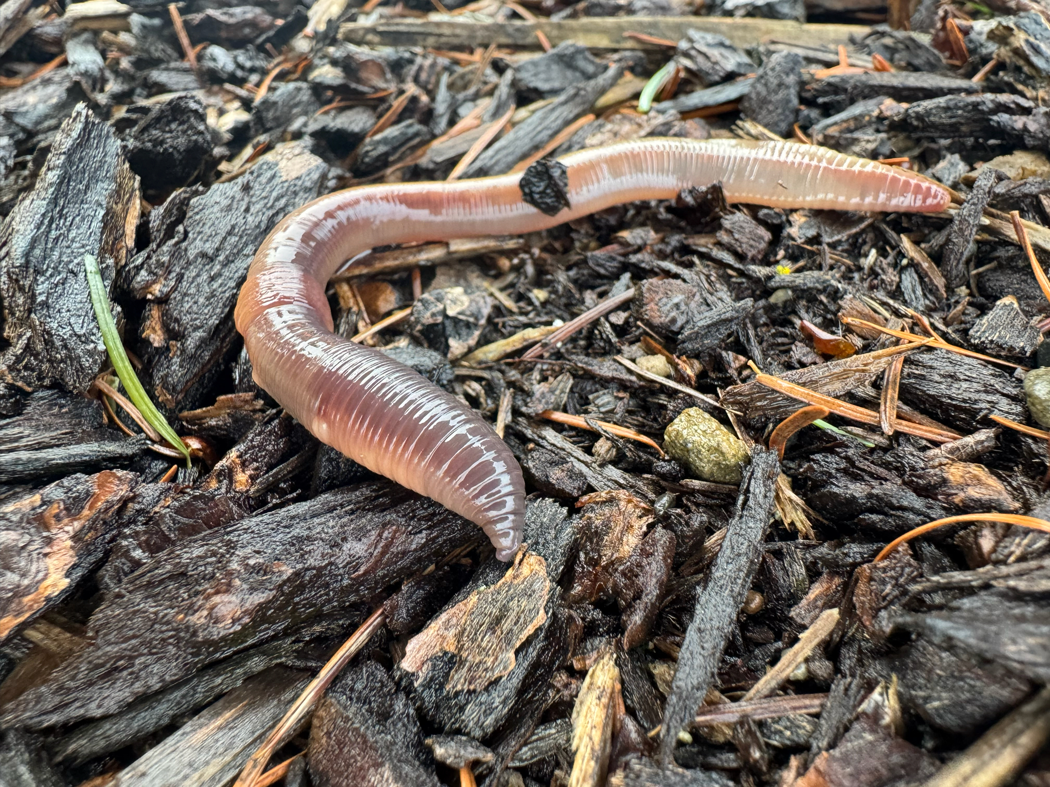 Lumbricus terrestris