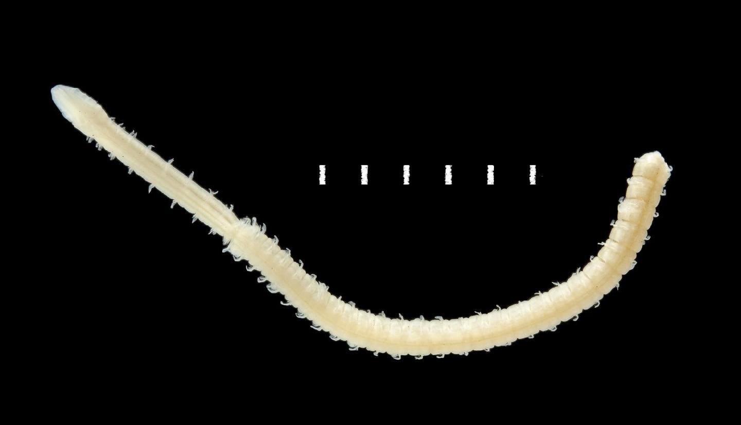Maea johnstoni