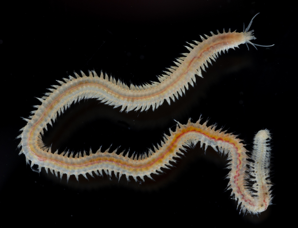 Nereis procera