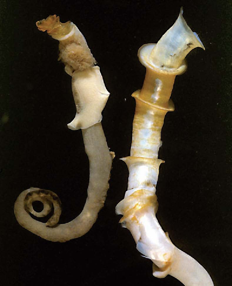 Oasisia alvinae