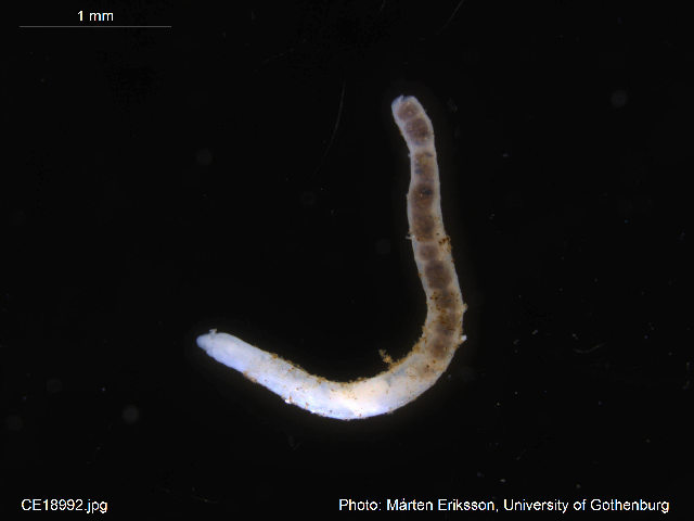 Oconnorella tubifera