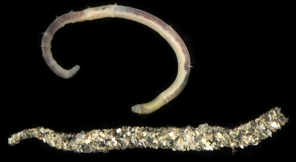 Owenia fusiformis