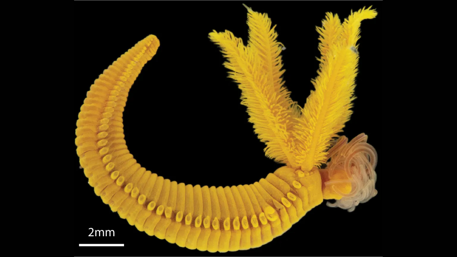 Paralvinella hessleri