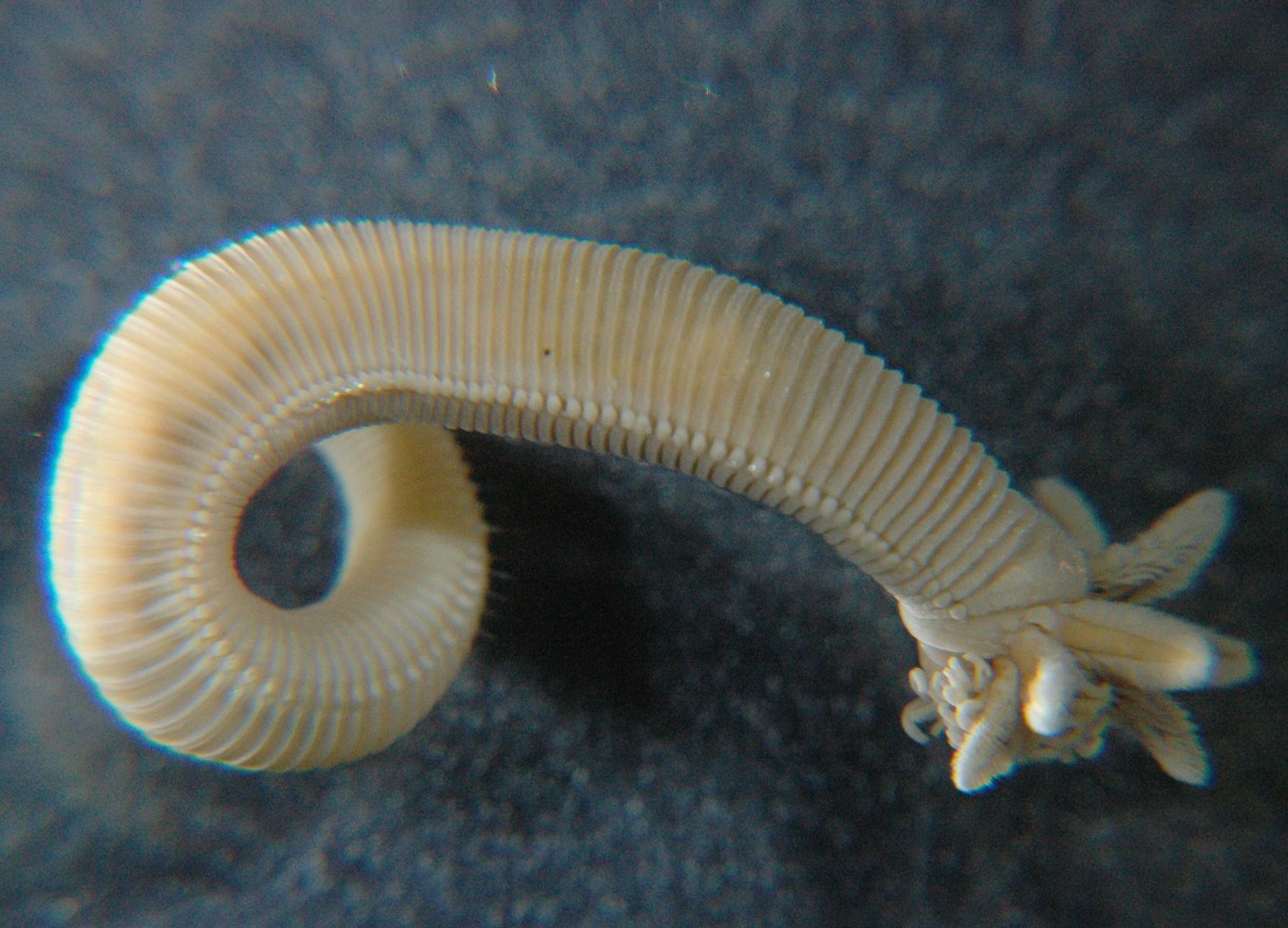 Paralvinella palmiformis