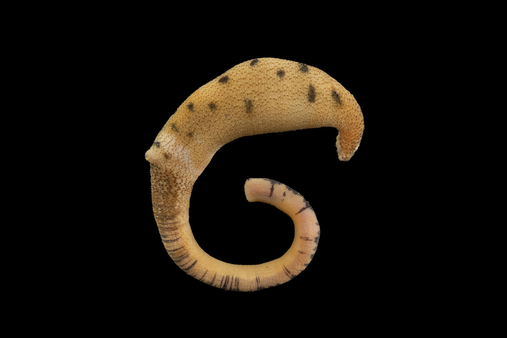 Phascolosoma agassizii