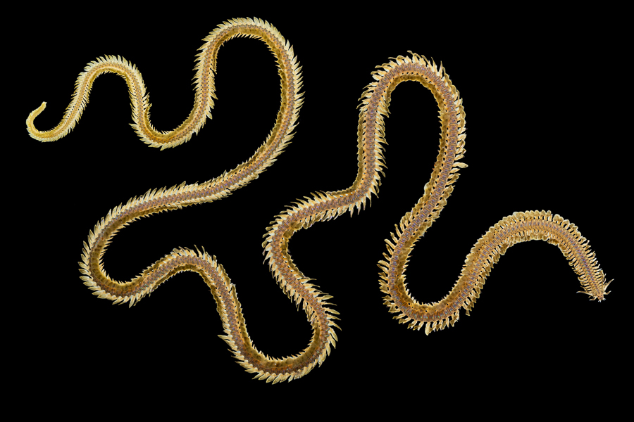 Phyllodoce laminosa