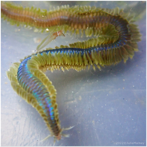 Phyllodoce medipapillata