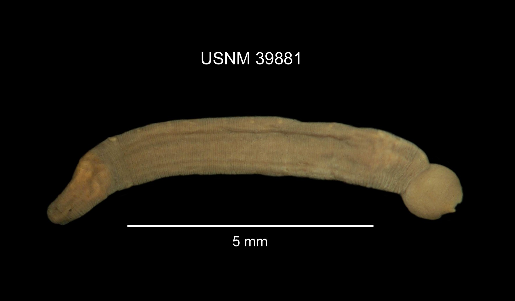 Piscicola geometra