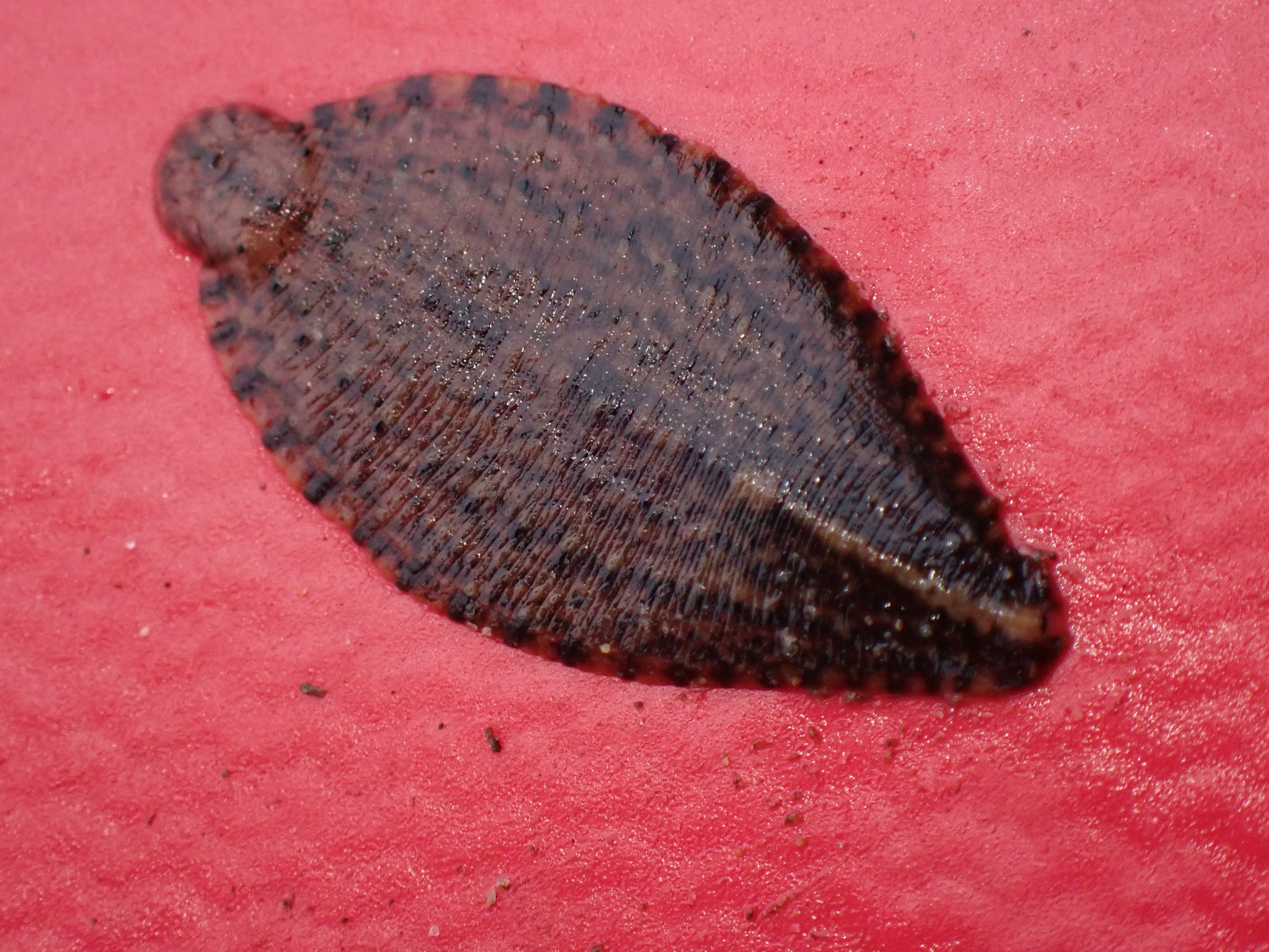Placobdella costata