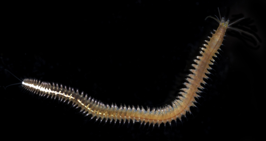 Platynereis dumerilii