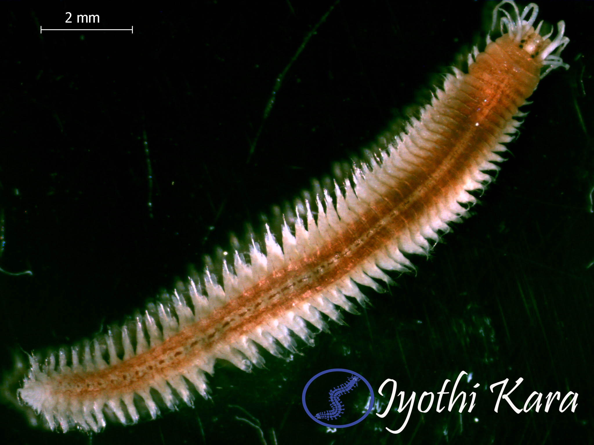 Platynereis massiliensis