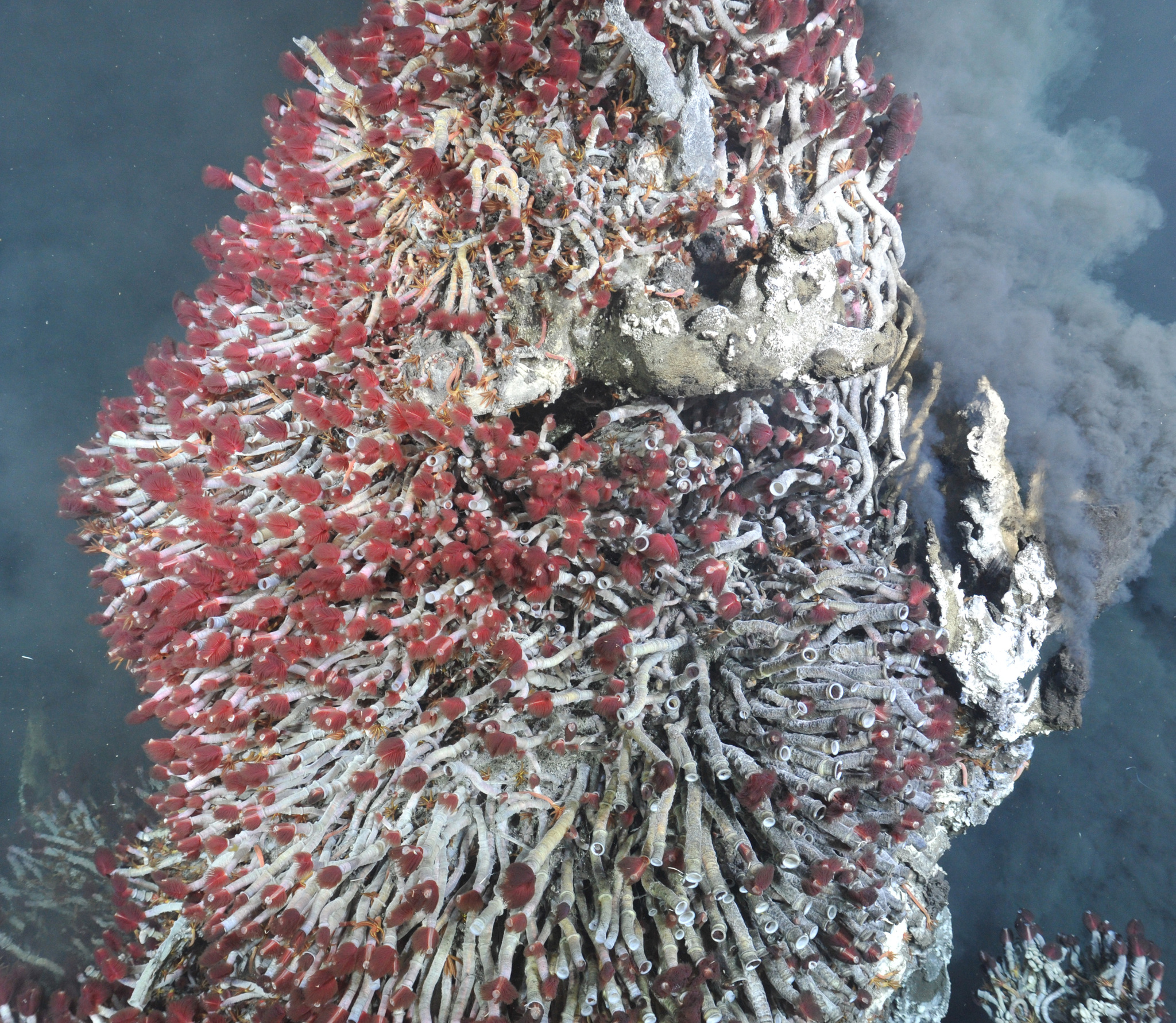 Ridgeia piscesae