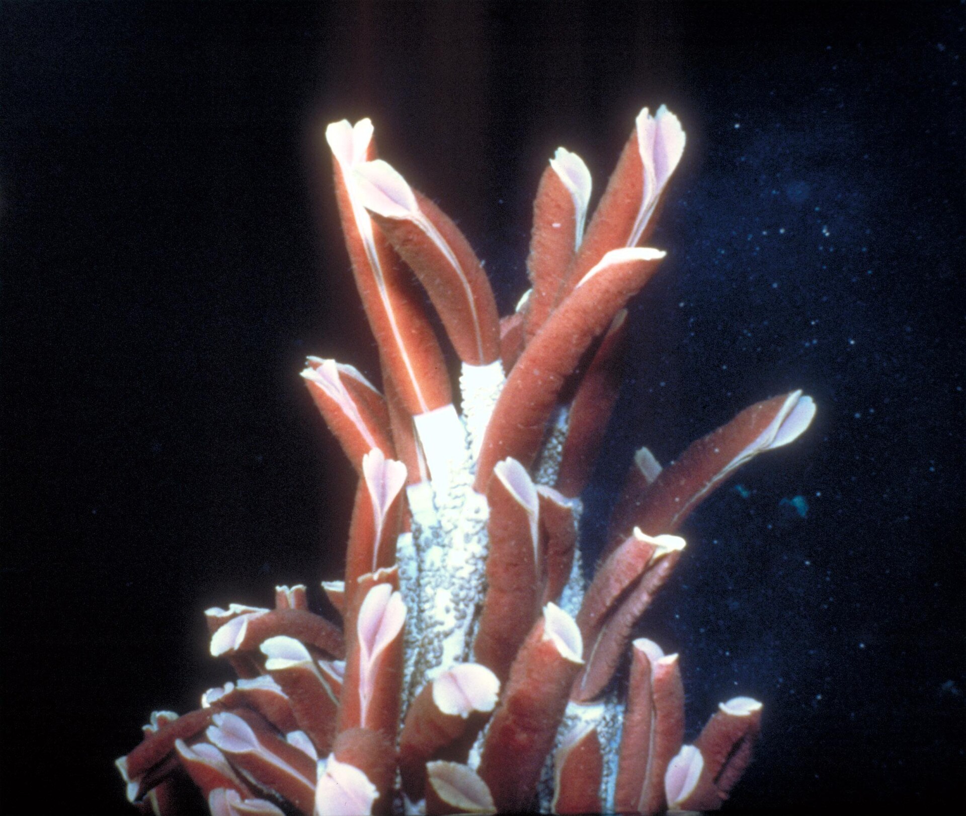 Riftia pachyptila