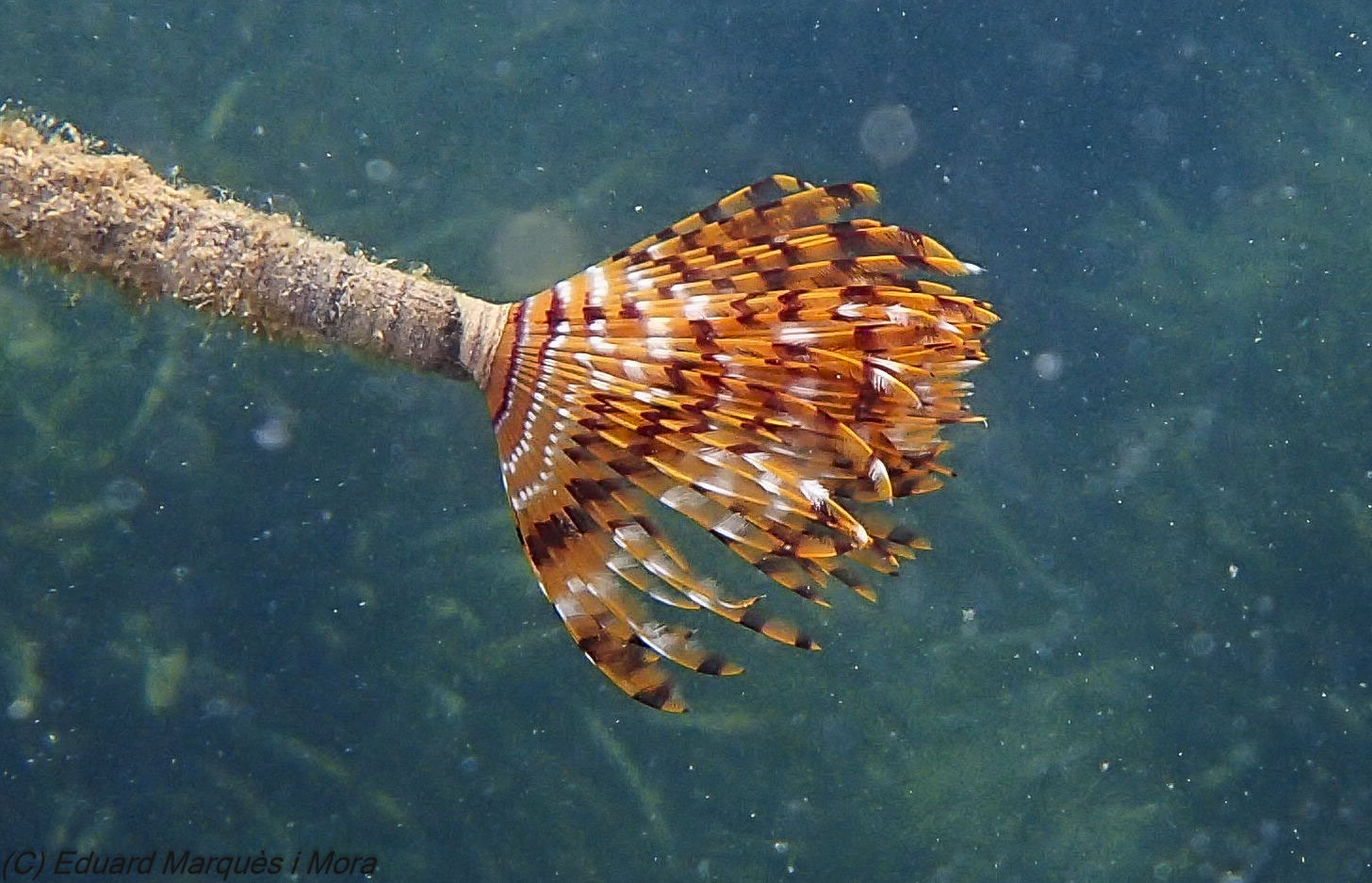 Sabella spallanzanii