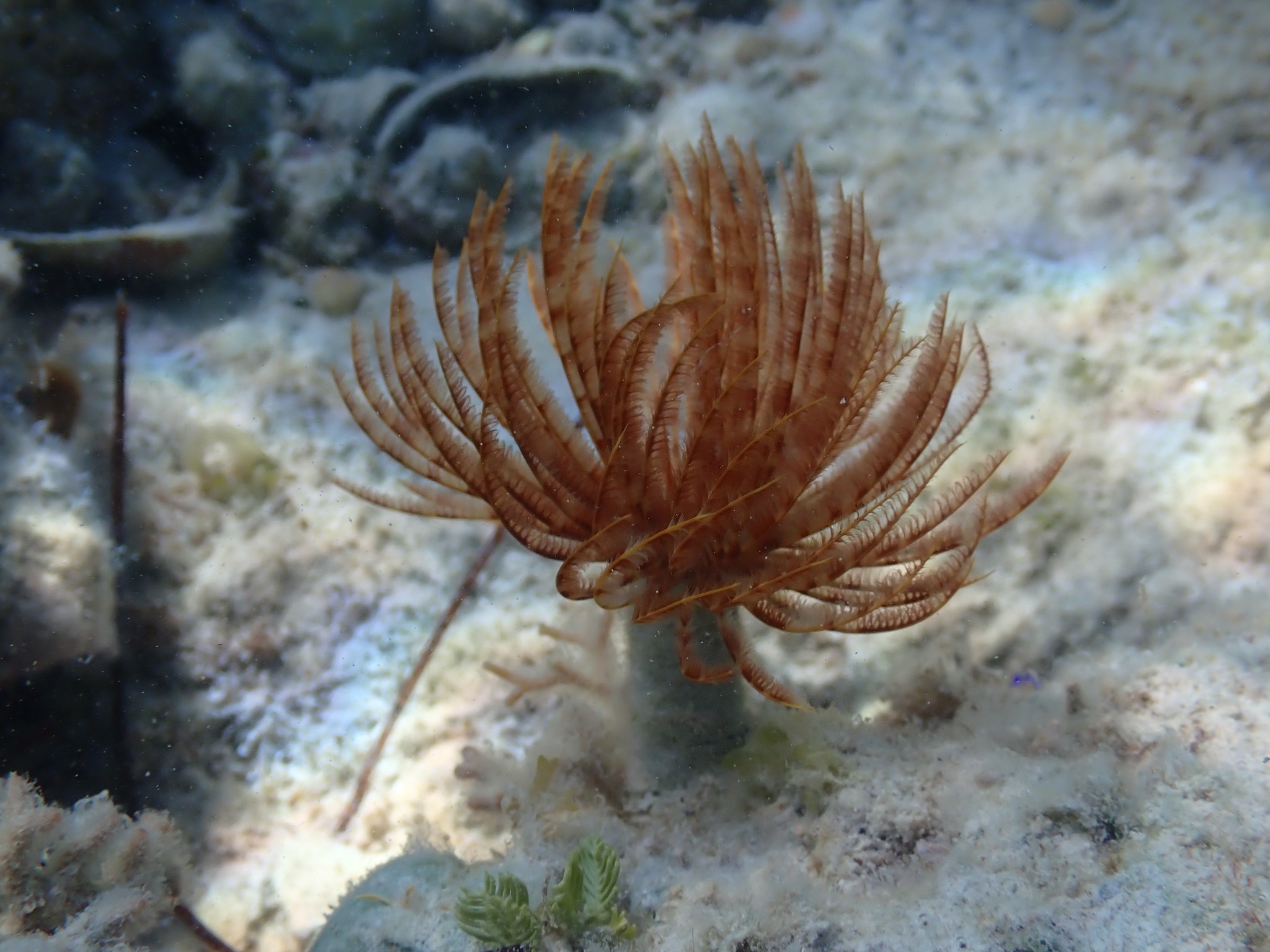 Sabellastarte magnifica