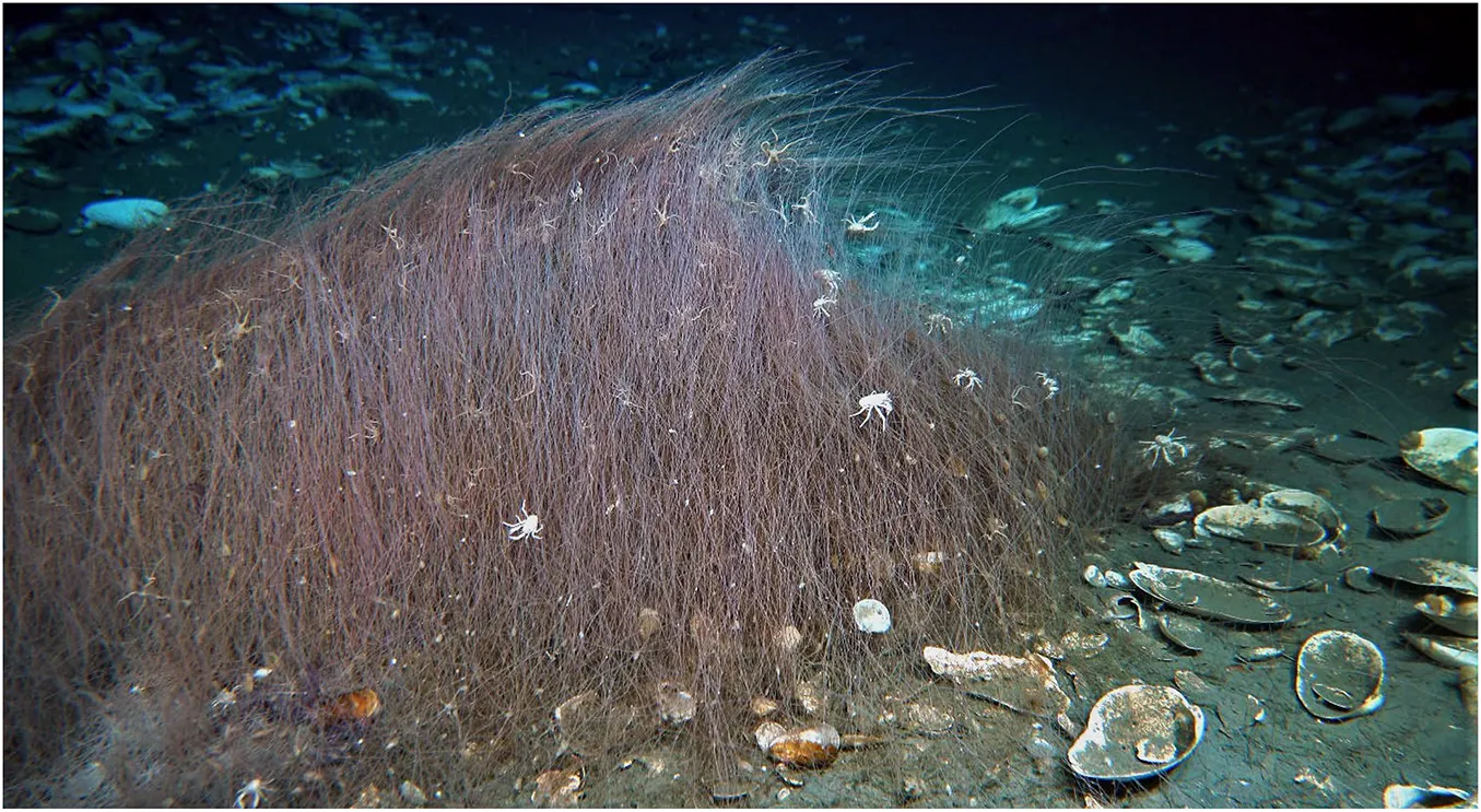 Sclerolinum annulatum