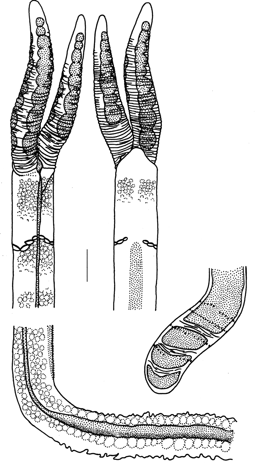 Sclerolinum contortum