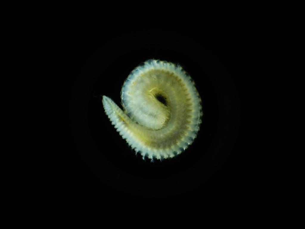 Sigalion mathildae