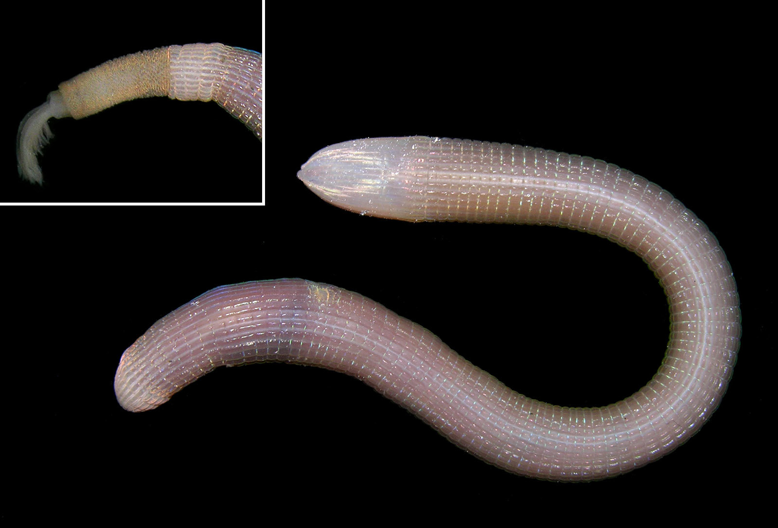 Sipunculus nudus