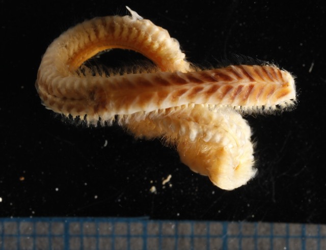 Sthenelais limicola