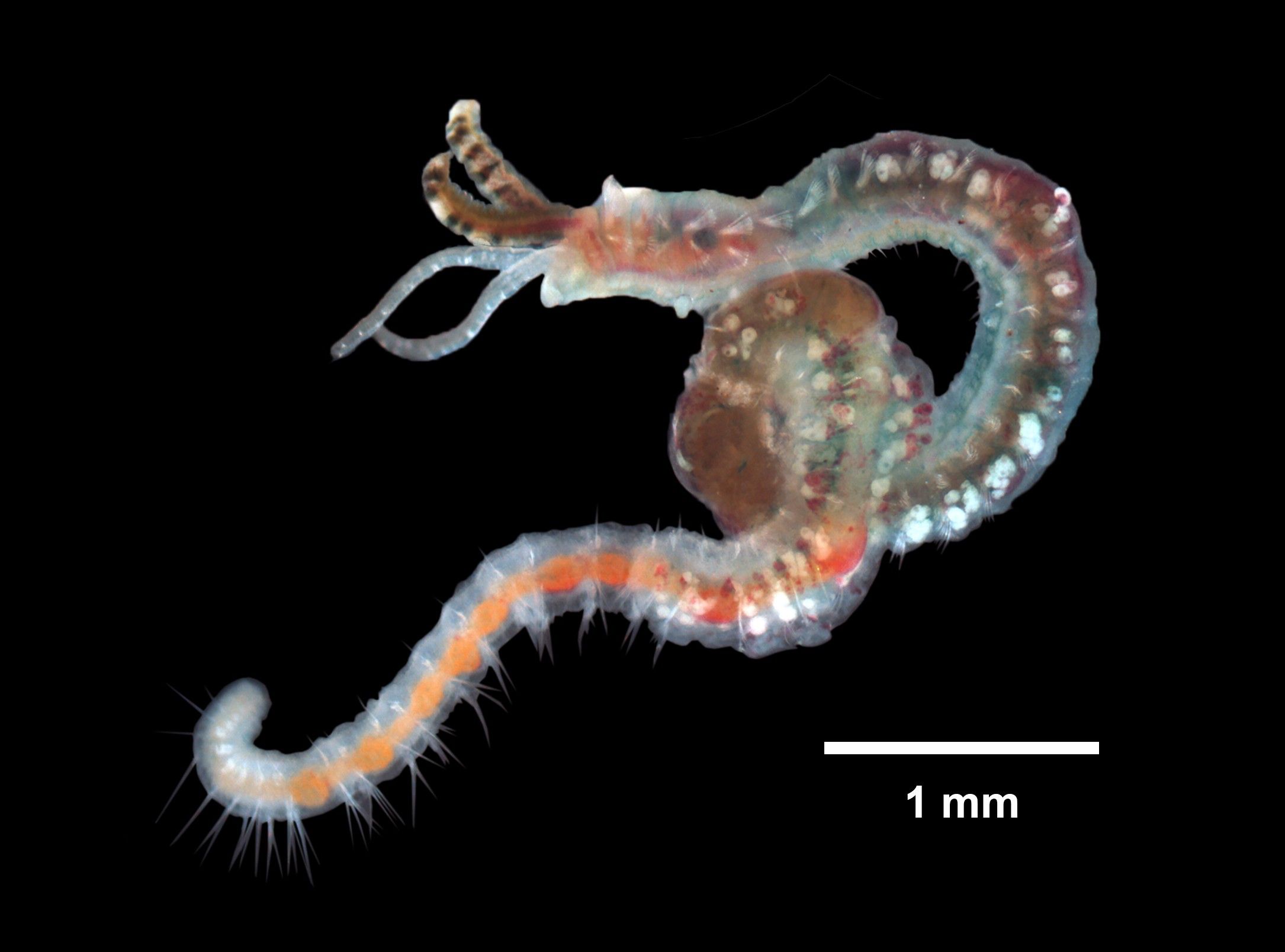 Streblospio benedicti