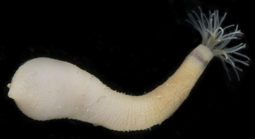 Themiste lageniformis