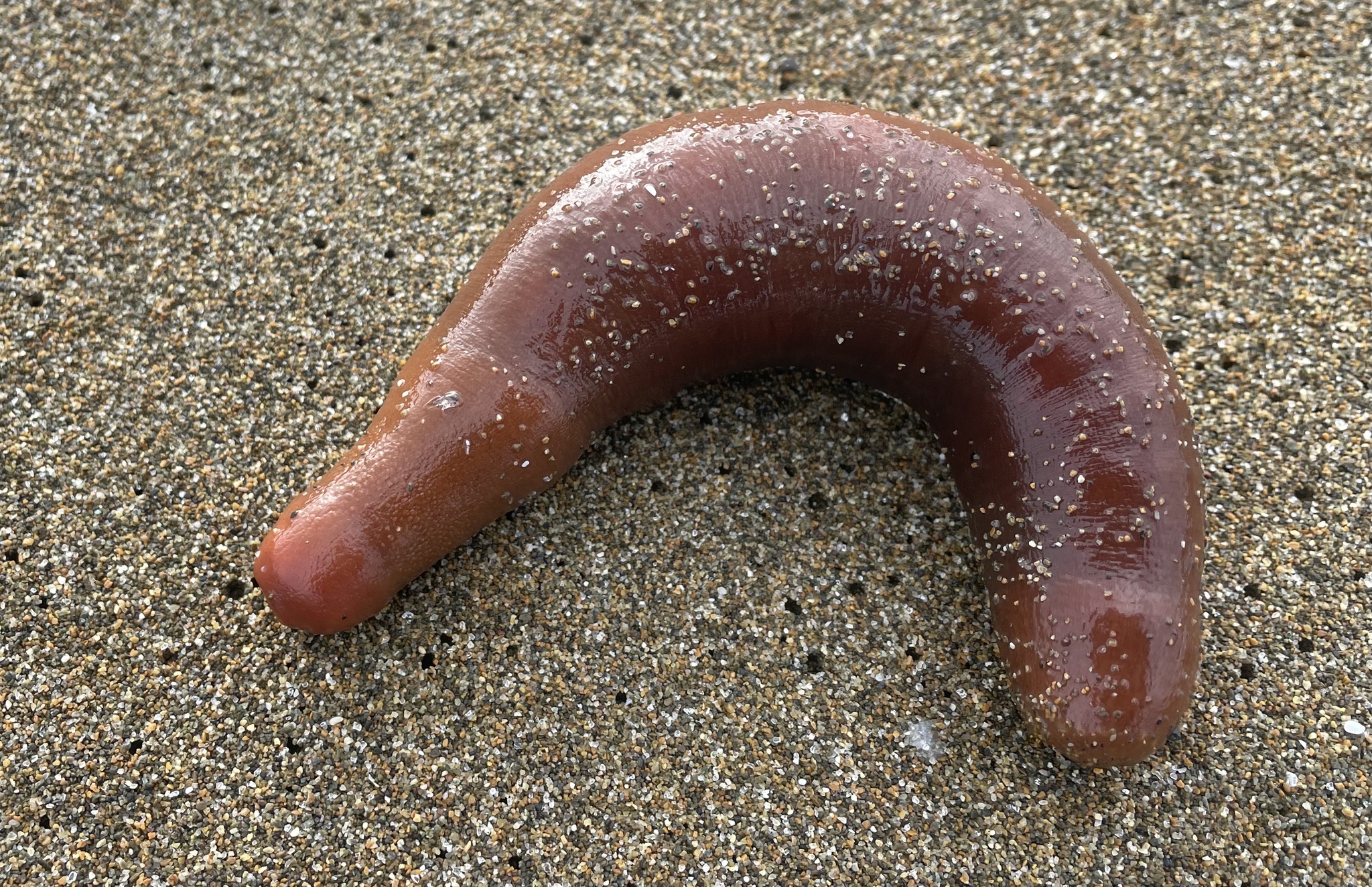 Urechis unicinctus