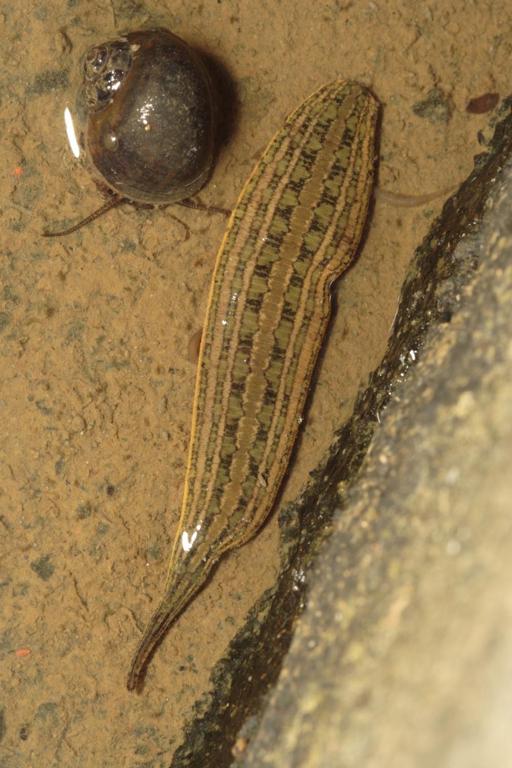 Whitmania acranulata