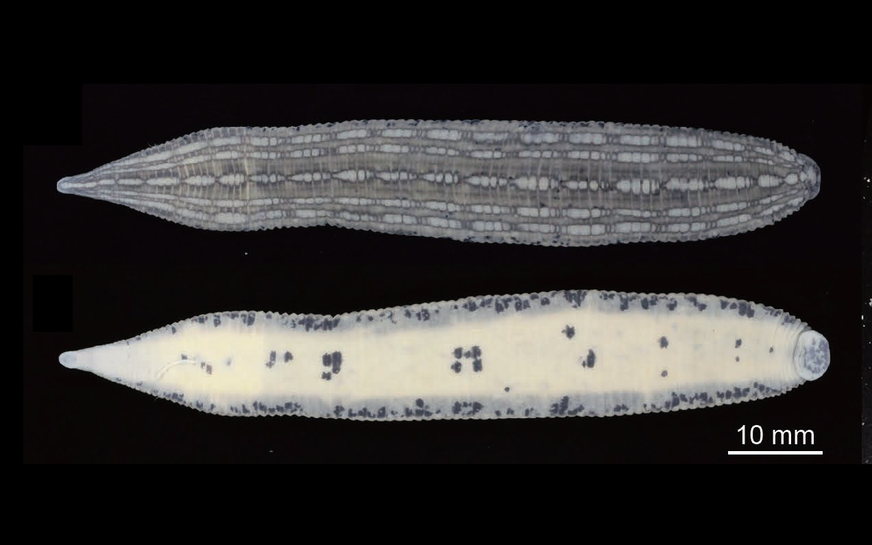 Whitmania laevis