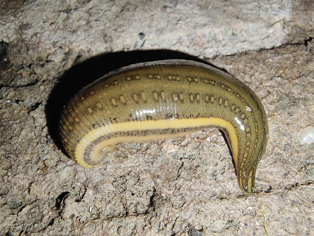 Whitmania pigra